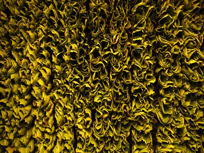 Tabacco leaves