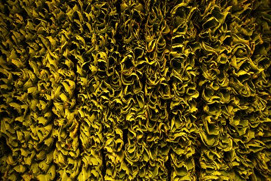 Tabacco leaves