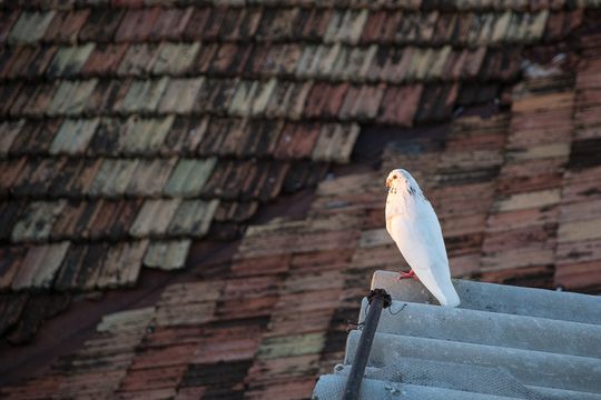 Die Taube auf dem Dach