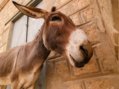 Timbuktu donkey