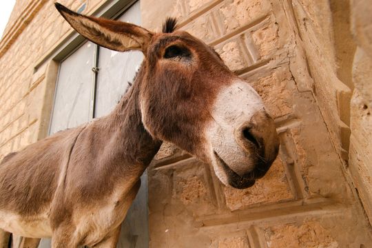 Timbuktu donkey