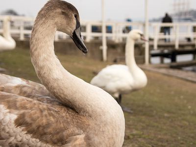 Swans