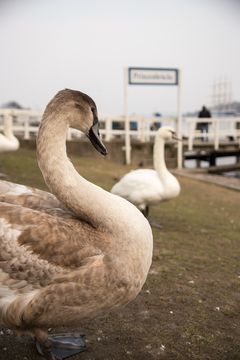 Swans