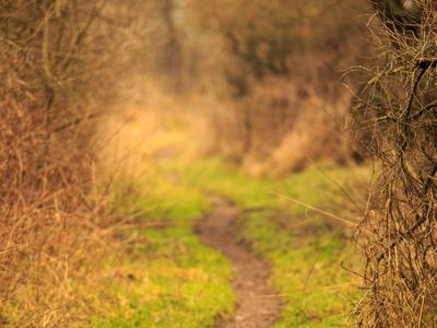 Waldweg