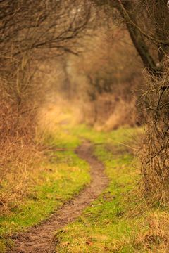 Waldweg