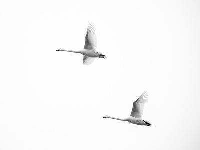 Schwanenflug