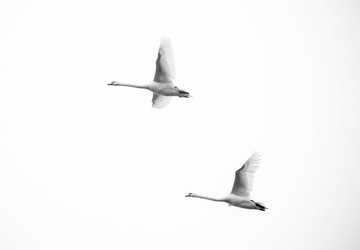 Schwanenflug