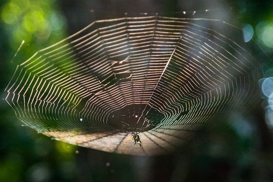 Spinne im Netz