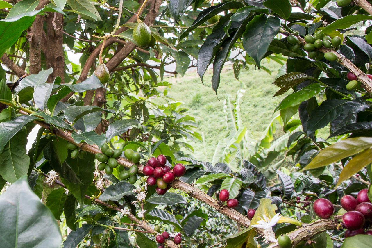 Kaffee und Avocado verstehen sich blendend