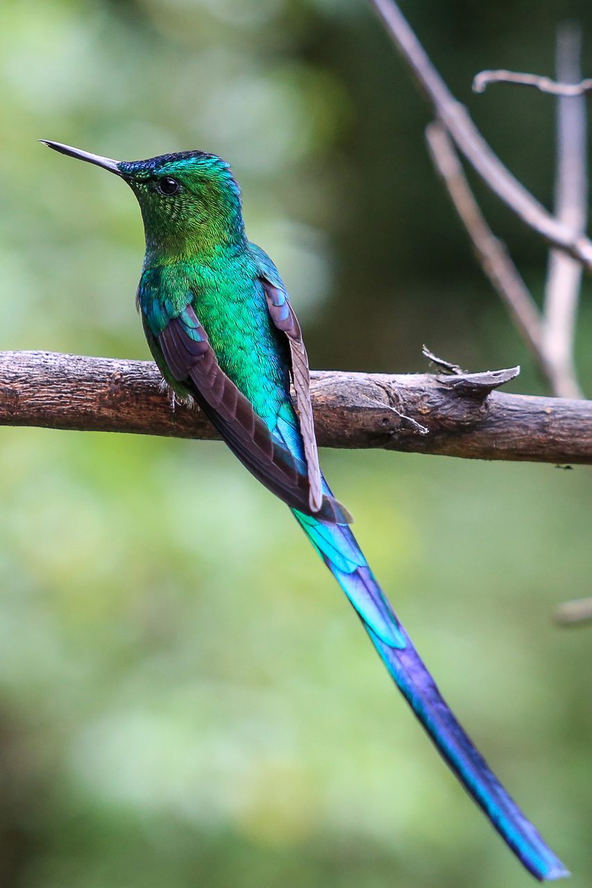 Ein Kolibri